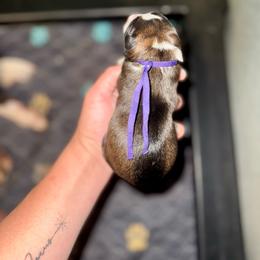 Penne - Saddleback sable female Border Collie puppy in Lodi, California from R3 Sport Dogs (R3 Goldens/ R3 Border Collies)