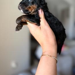 Ben - Phantom male Goldendoodle puppy in Spring Hill, Florida from Parisian Puppies