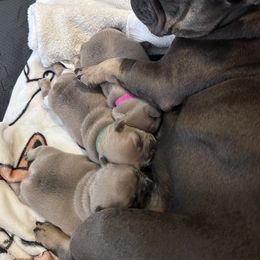 French Bulldog Puppies from Upcountry Frenchies