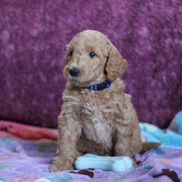 Goldendoodle Puppies from Faith Breeders