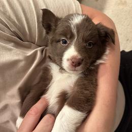 Border Collie Puppies from Athena’s Collies