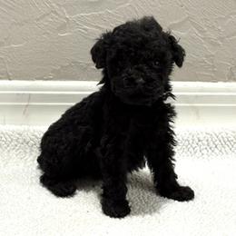 Black male 1 - Black male Poodle puppy in Williston, Florida from JD French Bulldogs, Mini Poodles, and Border Collies