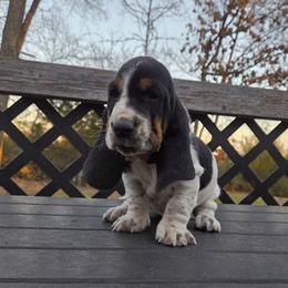 Rico - Black brown and white male Basset Hound puppy in Denison, Texas from Emma Lou's Baby Bassets
