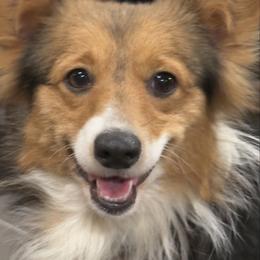 Schumaker’s RiverBend - Pembroke Welsh Corgi
