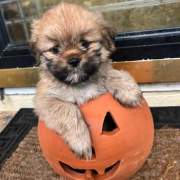 Jordan - Golden male Lhasa Apso puppy in Albany, Georgia from Clark's Lhasas