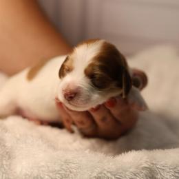 Green - Red male Dachshund puppy in Miami, Florida from Maitime Dachshund