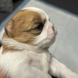 Tiger - Gold and white male Shih Tzu puppy in Azusa, California from RJ Shih Tzu lover