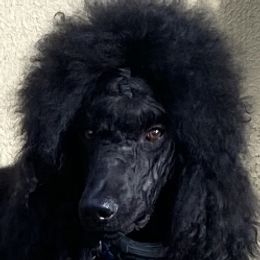 Poodles from New Beginnings Standard Poodles