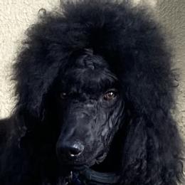 Poodles from New Beginnings Standard Poodles