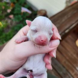 Freya - Cream and white female Chihuahua puppy in Ashtabula, Ohio from Paw's & Awe's Chihuahuas