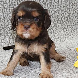 Dreamcatcher Yellow - Chocolate female Cavalier King Charles Spaniel puppy in Gulfport, Mississippi from Gulf Coast Cavaliers