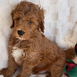 Bingo - Red  male Goldendoodle puppy in Maricopa, Arizona from AZ Designer Goldendoodles
