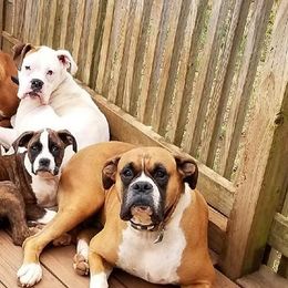 Boxers from Olde Mill Town Boxers