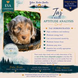 Tanzanite - male Australian Mountain Doodle puppy in Port Orchard, Washington from Yukon Harbor Doodles