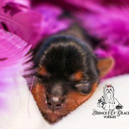 Yorkshire Terrier Puppies from Essence of Grace Yorkies