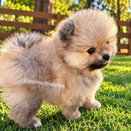 Elbereth - Orange sable female Pomeranian puppy in Boca Raton, Florida from Poms of The Shire