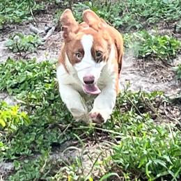 Johnny walker - Liver and white male Cardigan Welsh Corgi puppy in Crystal River, Florida from Coopers Korner