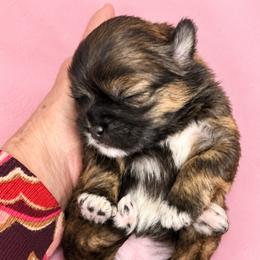 Sydney - Red female Shih Tzu puppy in Tallahassee, Florida from Bows and Bow Ties