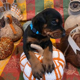Blue - Black and rust male Doberman Pinscher puppy in Anderson, Indiana from Legendary Kennels