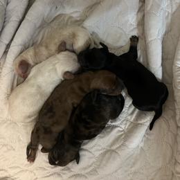 Dachshund Puppies from Witchy Woman’s Wiener’s