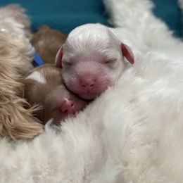 Cavapoo puppies from Gypsi Doodles & Poodles