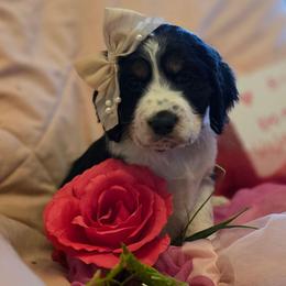 Dawn - Black white and tan female English Springer Spaniel puppy in Cookeville, Tennessee from Krossroads Kennel