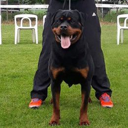 Iron Flash Rouse - Rottweiler