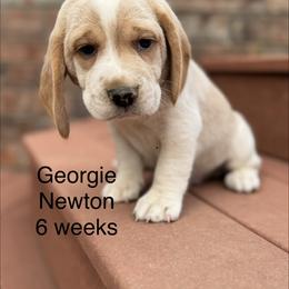 Georgie AKC - Black tan and white male Beagle puppy in Rogersville, Missouri from Hales Little Beagle Haven