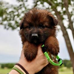 Kermit - Sable male German Shepherd puppy in Canton, Texas from WILDWOOD GERMAN SHEPHERDS