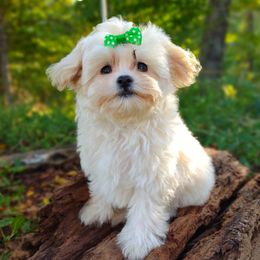 Companion Cross, Havanese, Mal-Shi, Maltese, Maltipoo, Morkie, and Shih Tzu Puppies from Seeking Shalom Acres Maltese, Maltipoos & Havamalts
