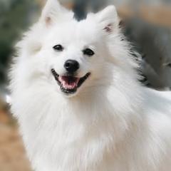 Mochi - Japanese Spitz