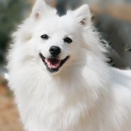 Mochi - Japanese Spitz