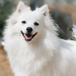 Mochi - Japanese Spitz