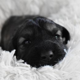 Bobby (Orange) - Pepper and salt male Giant Schnauzer puppy in Harrisville, Utah from Diamond in the Ruff
