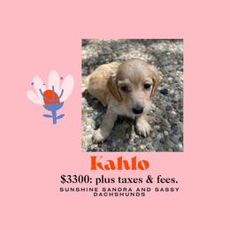 Kahlo - Cream female Dachshund puppy in San Antonio, Texas from Sunshine Sandra & Sweet Sausages