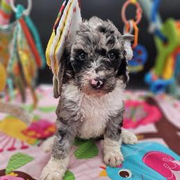 Katie - Blue merle female Sheepadoodle puppy in Willacoochee, Georgia from Kitandkboodle's Doodles