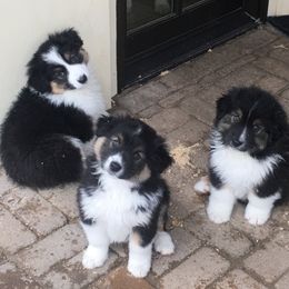 Australian Shepherd Puppies from Highline