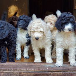 Poodle Puppies from Copper Canyon Standard Poodles