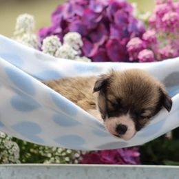 Basset Hound and Pembroke Welsh Corgi Puppies from Northstar Corgis and Basset Hounds