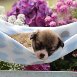 Basset Hound and Pembroke Welsh Corgi Puppies from Northstar Corgis and Basset Hounds