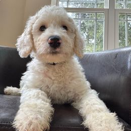 Mike - Cream male Goldendoodle puppy in Rocky Point, North Carolina from CelticDoods