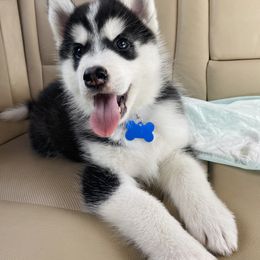 Maltese and Siberian Husky Puppies from Nyx’s Pack