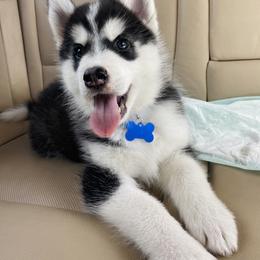 Maltese and Siberian Husky Puppies from Nyx’s Pack