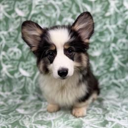 Lady - Black and tan female Pembroke Welsh Corgi puppy in Columbia, Tennessee from Wiggle B Ranch Corgis