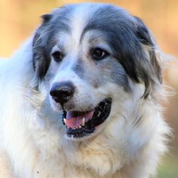 Maddie - Great Pyrenees