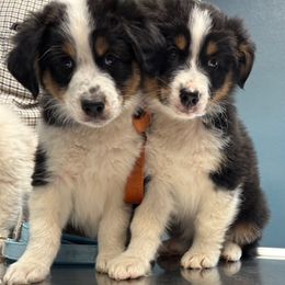Australian Shepherd Puppies from Abigail’s Angels Australian Shepherds