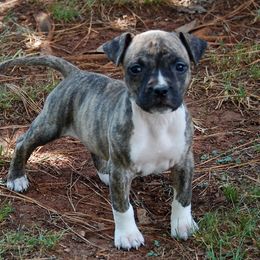 Girl 3 - Brown brindle female American Staffordshire Terrier puppy in Ninety Six, South Carolina from Emerald Creek Kennel