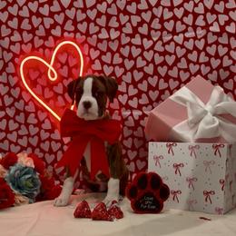 Jack - Brindle male Boxer puppy in La Vernia, Texas from Chilham Boxers