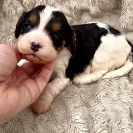 Lucy (Pink collar) - Tri-color female Cavapoo puppy in Redding, California from Lipscomb Doodles