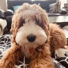 Australian Labradoodles from Lazy Mountain Labradoodles